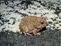 Image of Tandy's Sand Frog