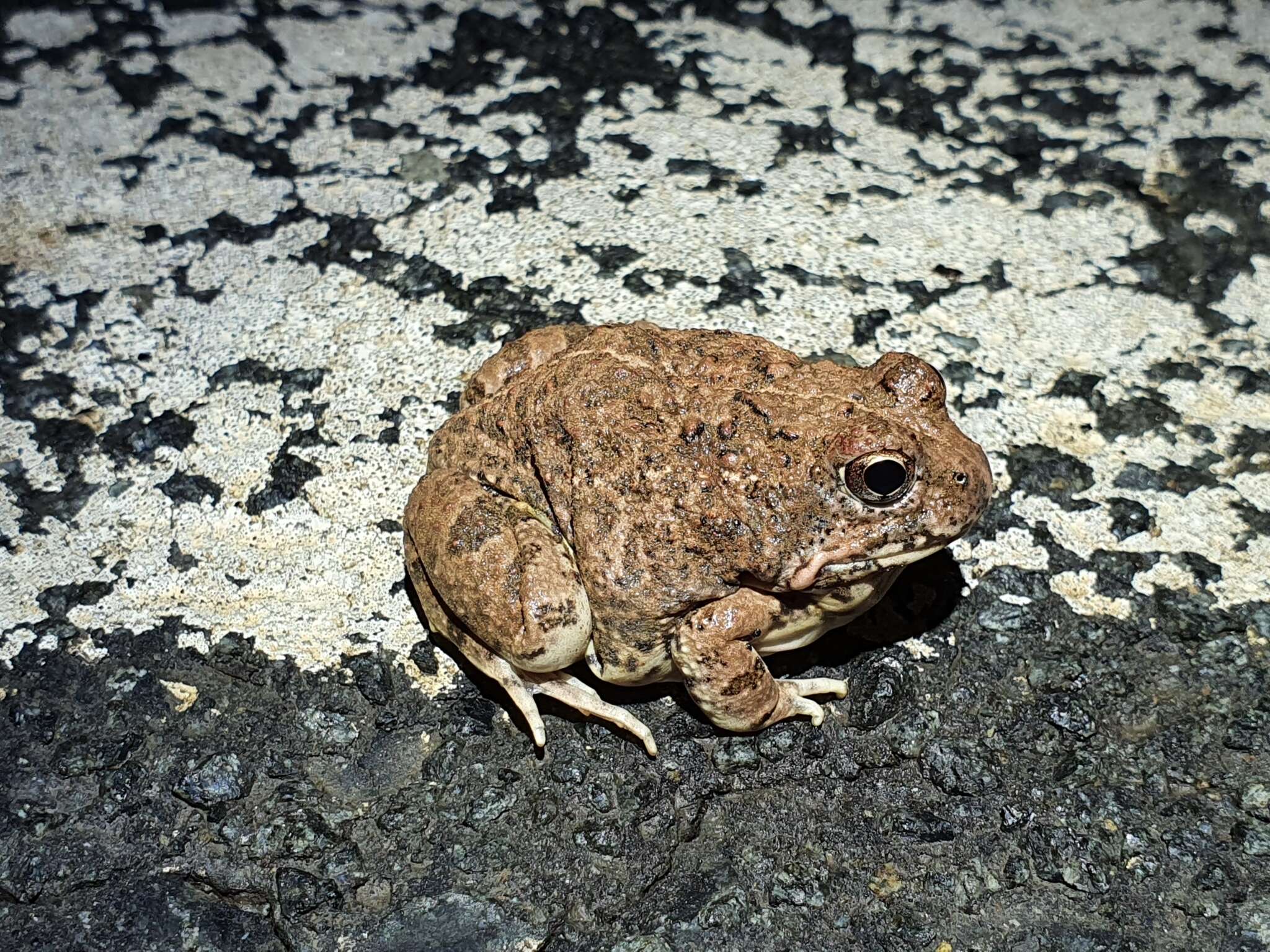 Tomopterna tandyi Channing & Bogart 1996的圖片