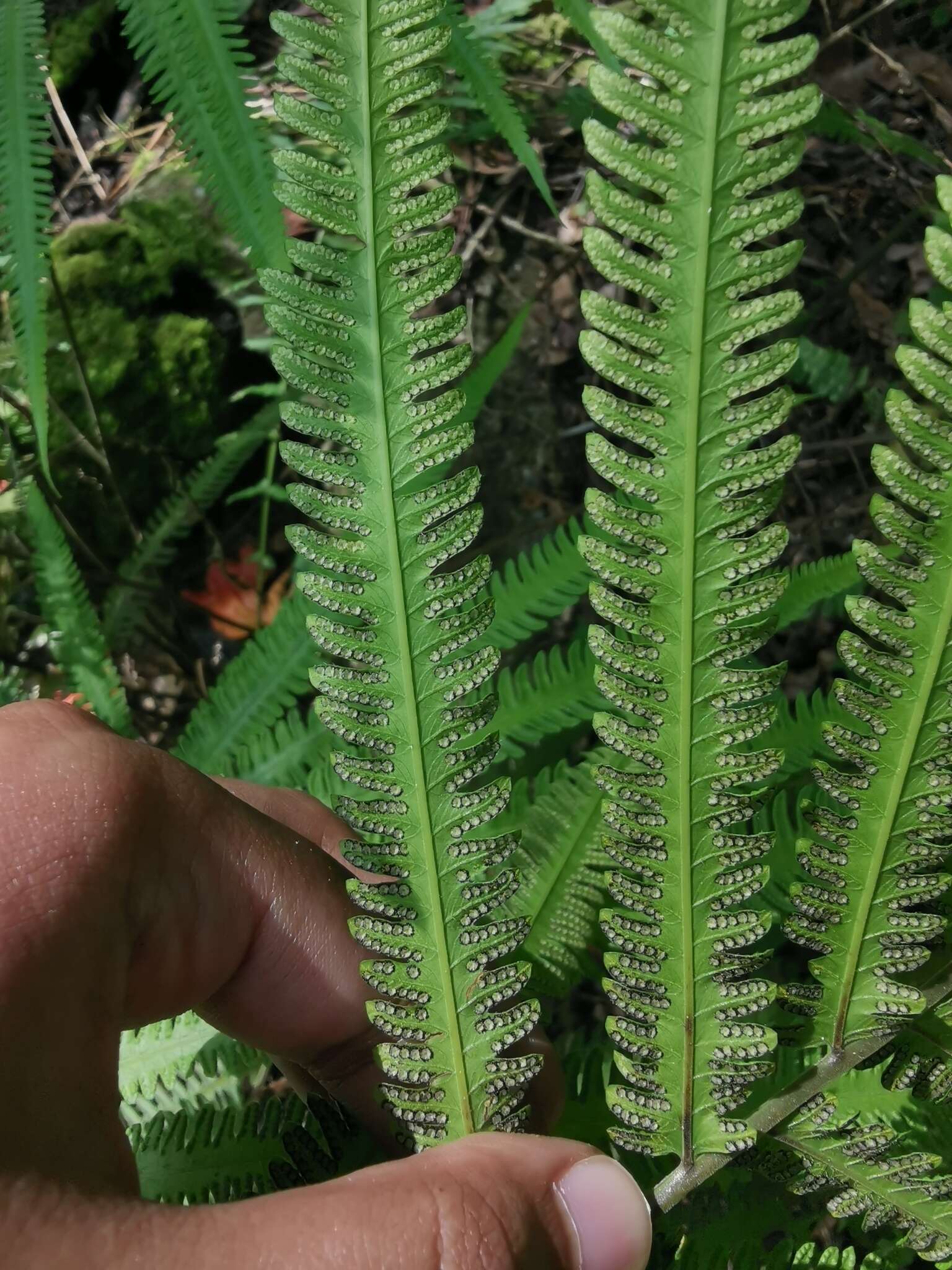 Image of Jeweled Maiden Fern