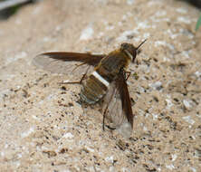 Imagem de Exoprosopa rostrifera Jaennicke 1867