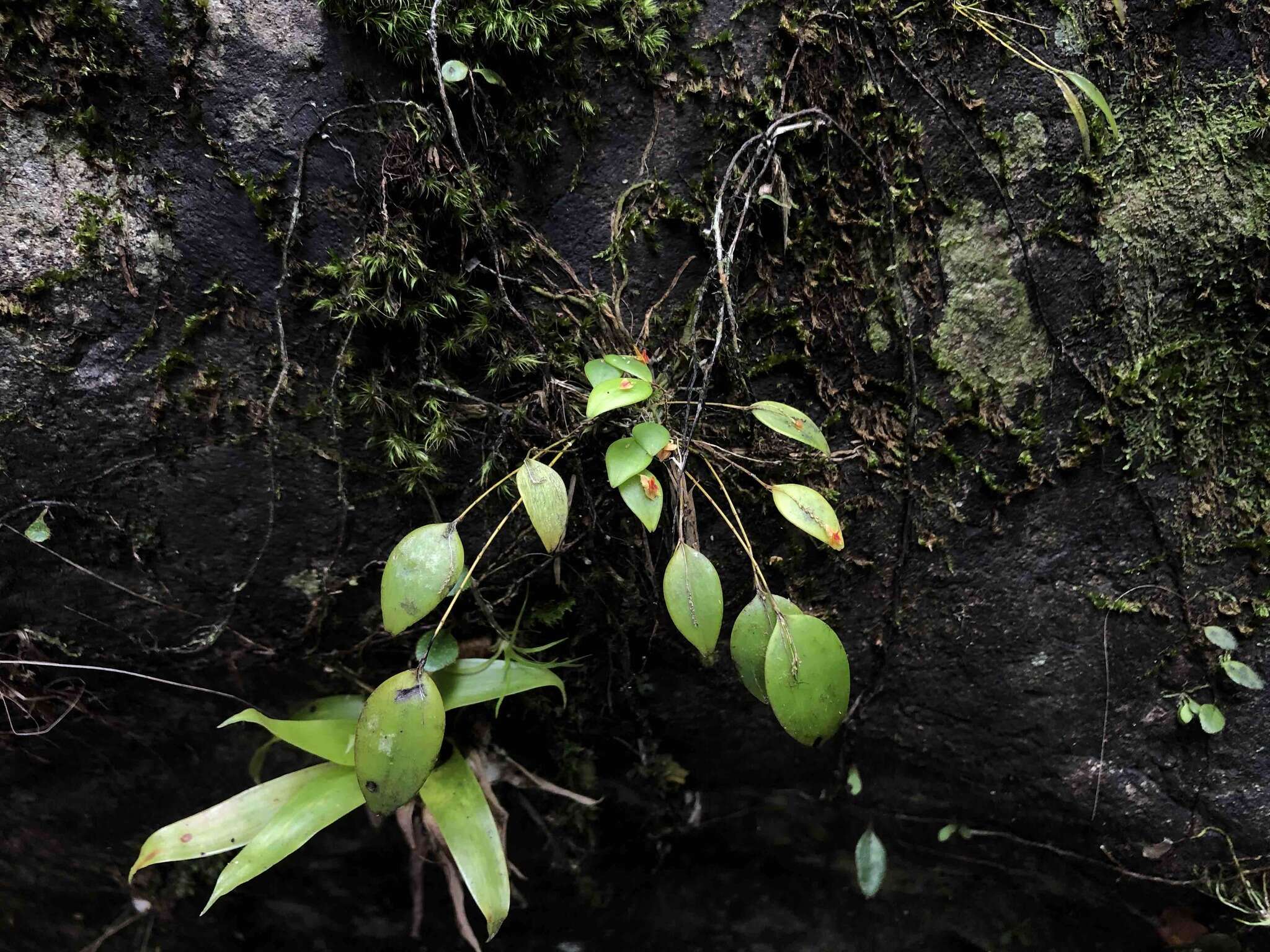 Image of rock babyboot orchid