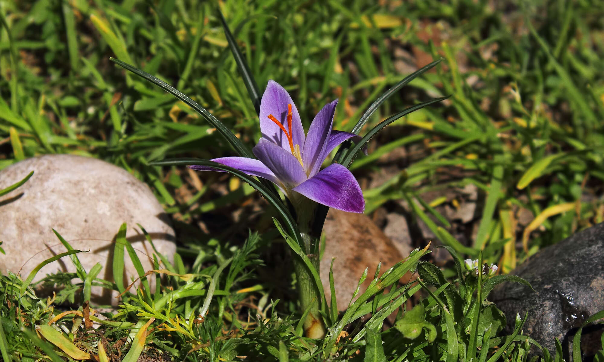 Image of Crocus adanensis T. Baytop & B. Mathew