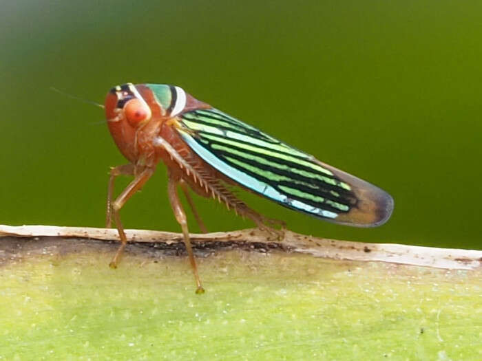 Image of Tylozygus fasciatus (Walker & F. 1851)