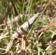 Image of Pyrgomorpha (Phymelloides) granulata Stål 1875