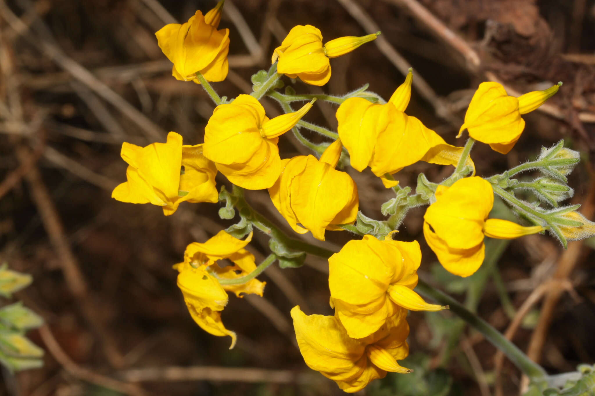 Image of Peruvian nightshade