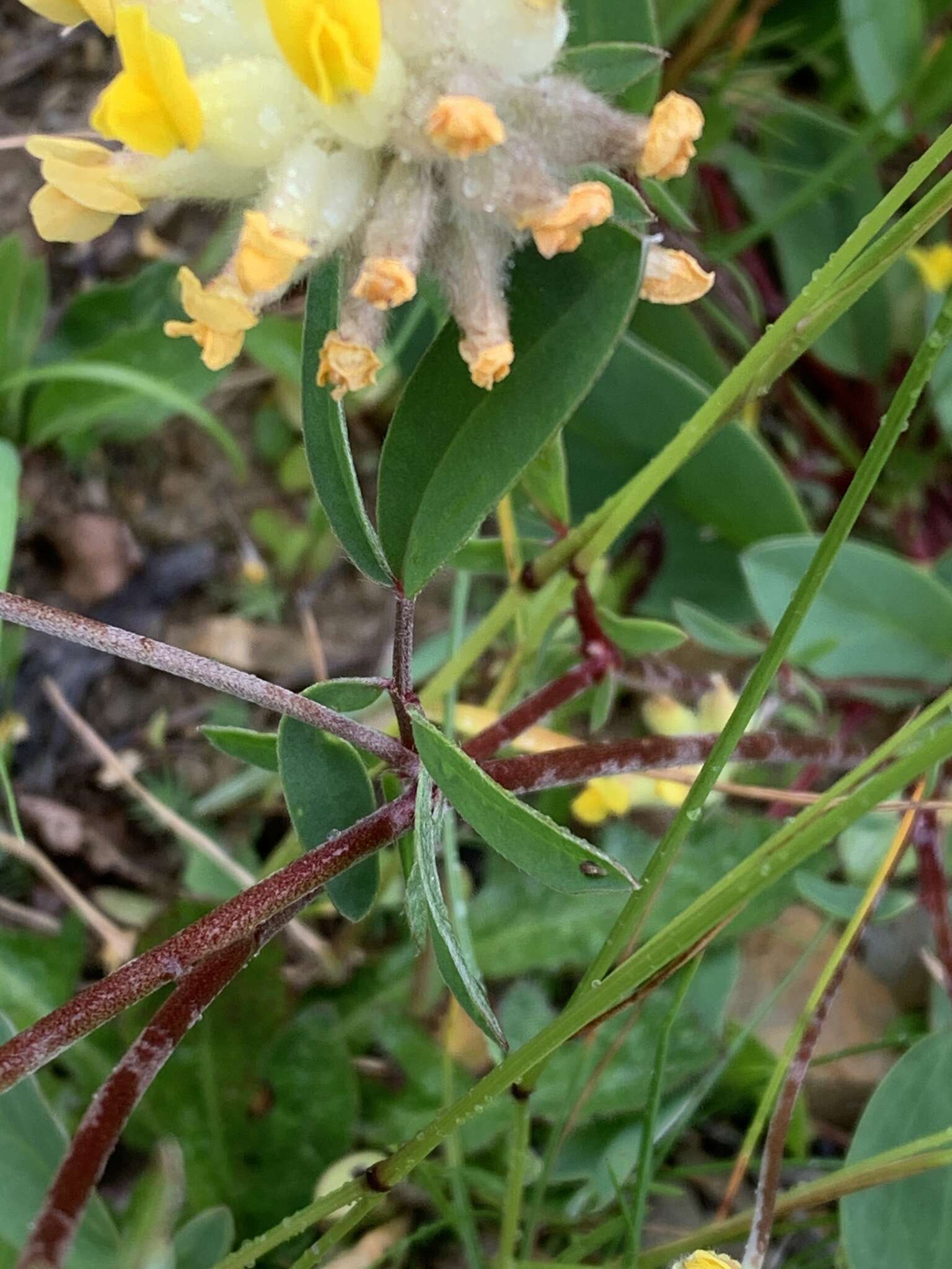 Image of Anthyllis vulneraria subsp. alpestris (Hegetschw.) Asch. & Graebn.