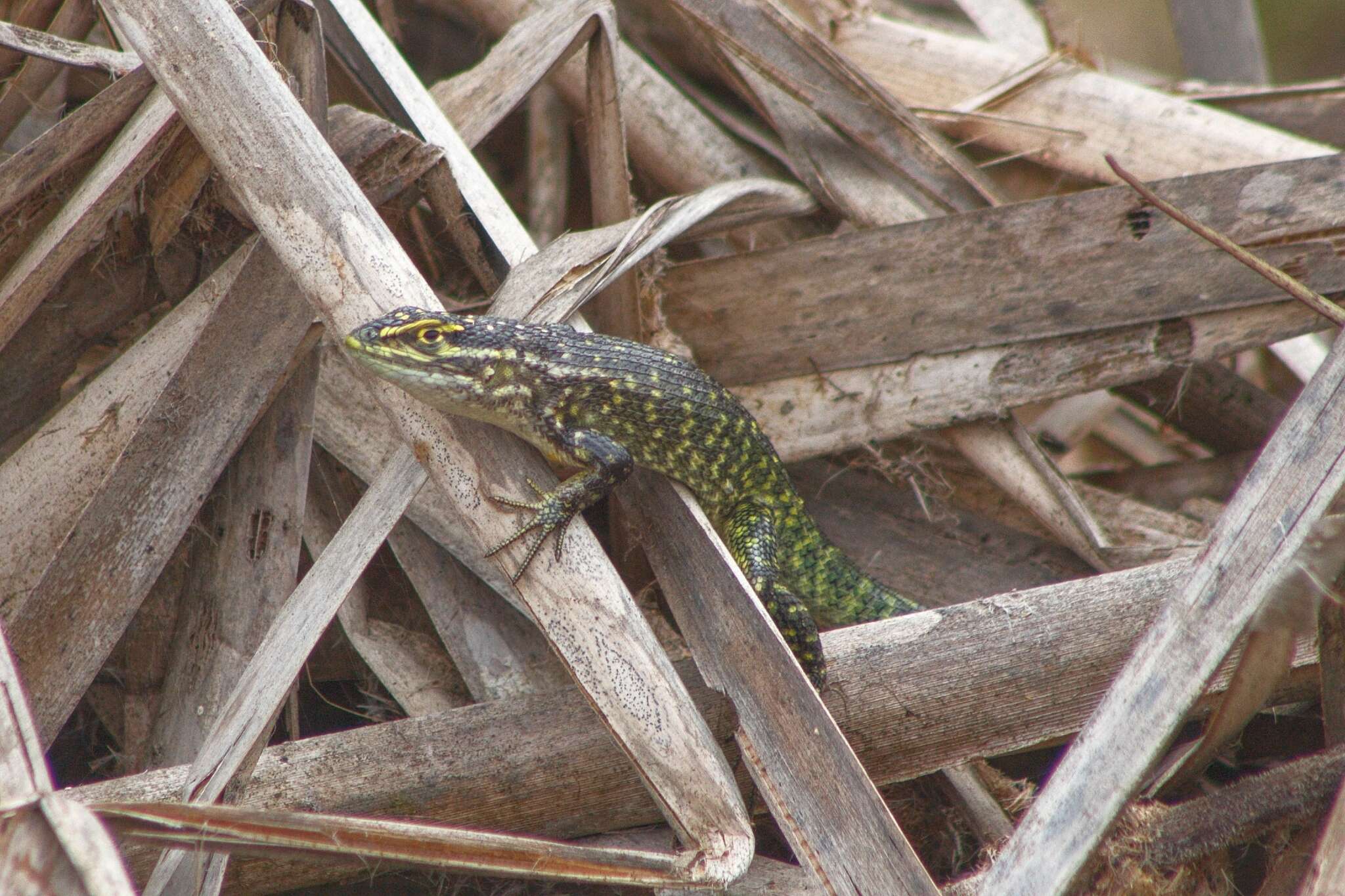 Image of Modest Whorltail Iguana