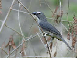 Image of Saltator coerulescens azarae d'Orbigny 1839