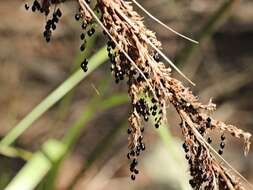 Image of Gahnia melanocarpa R. Br.