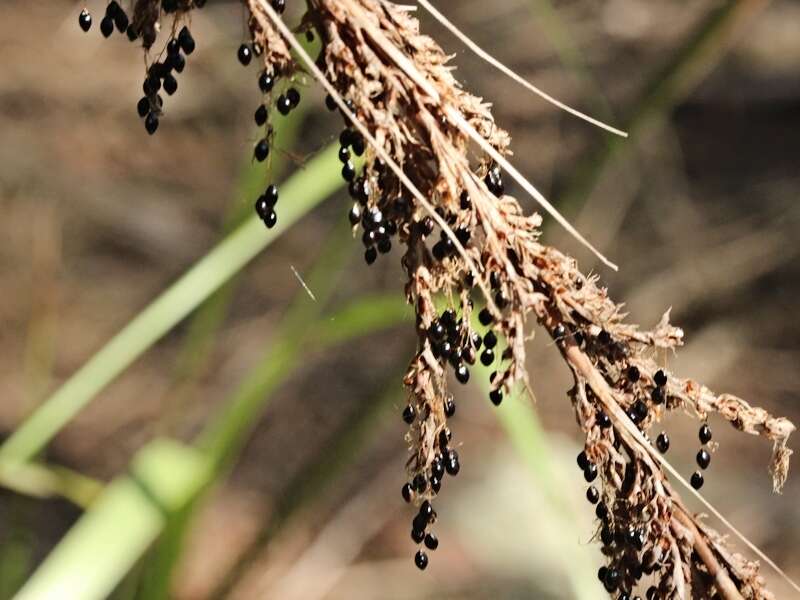 Image of Gahnia melanocarpa R. Br.