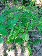 Image of Physalis campechiana L.