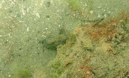 Image of Crested oystergoby