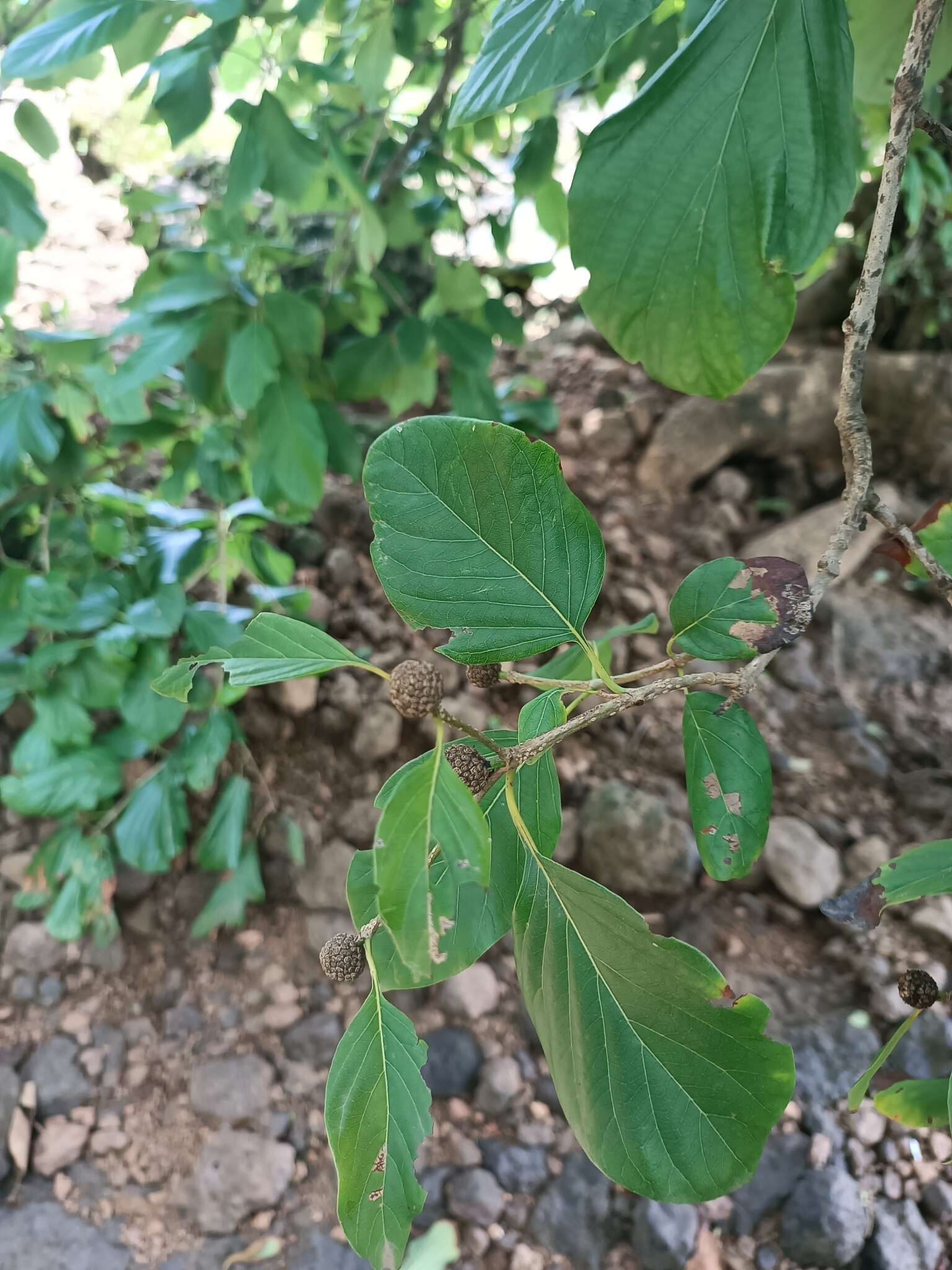 Image of Mitragyna parvifolia (Roxb.) Korth.