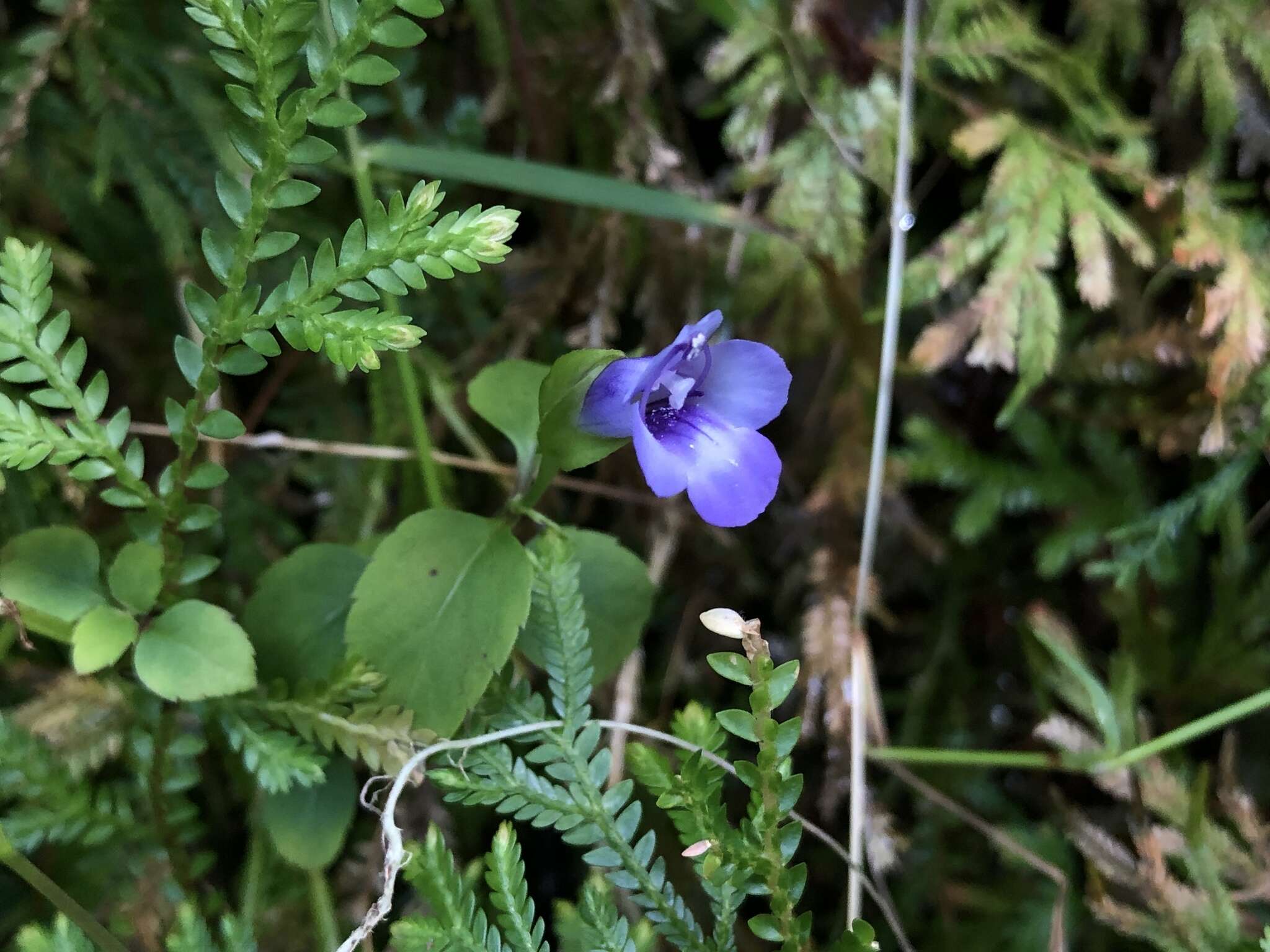 صورة Torenia asiatica L.