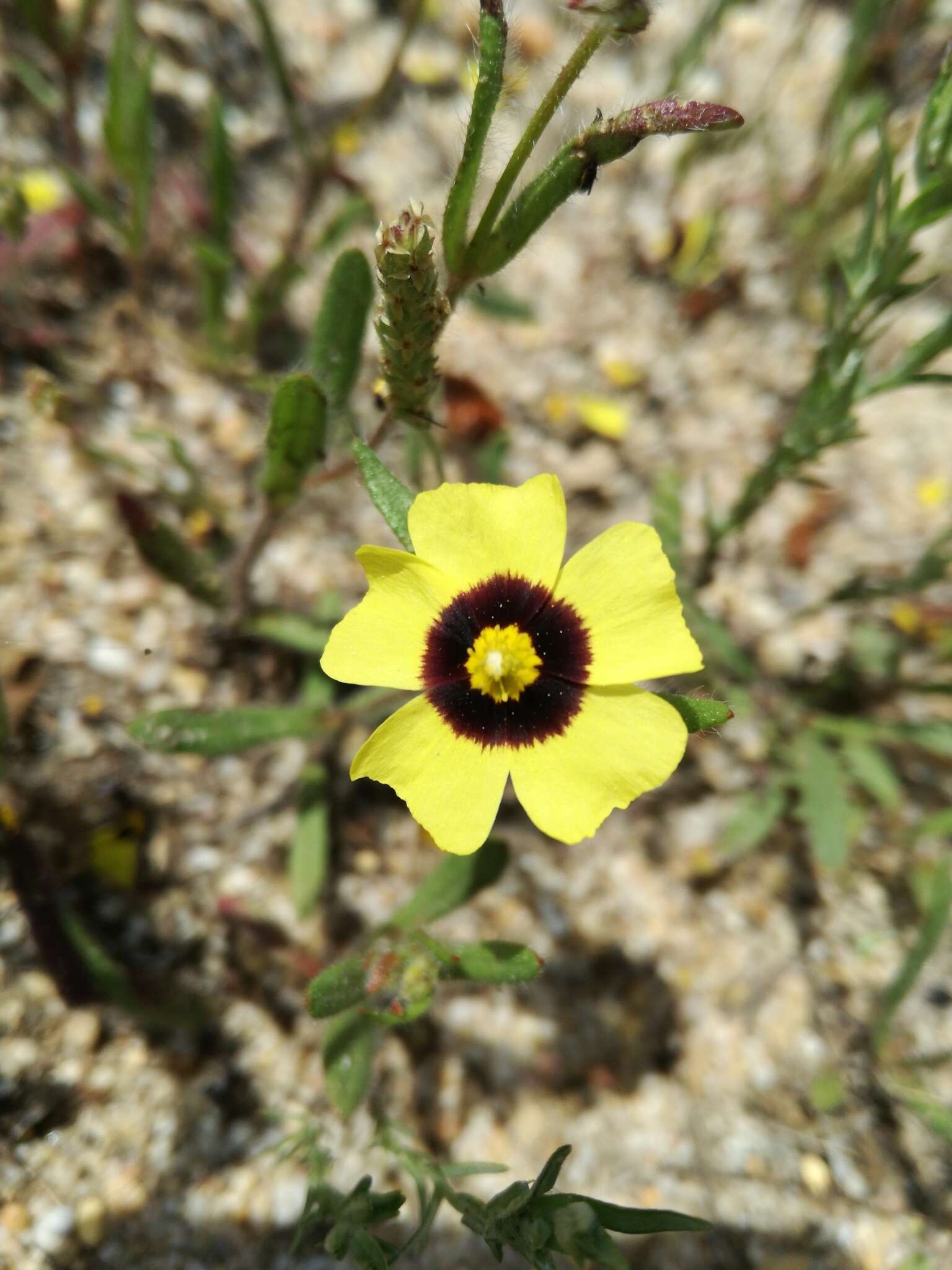 Tuberaria resmi