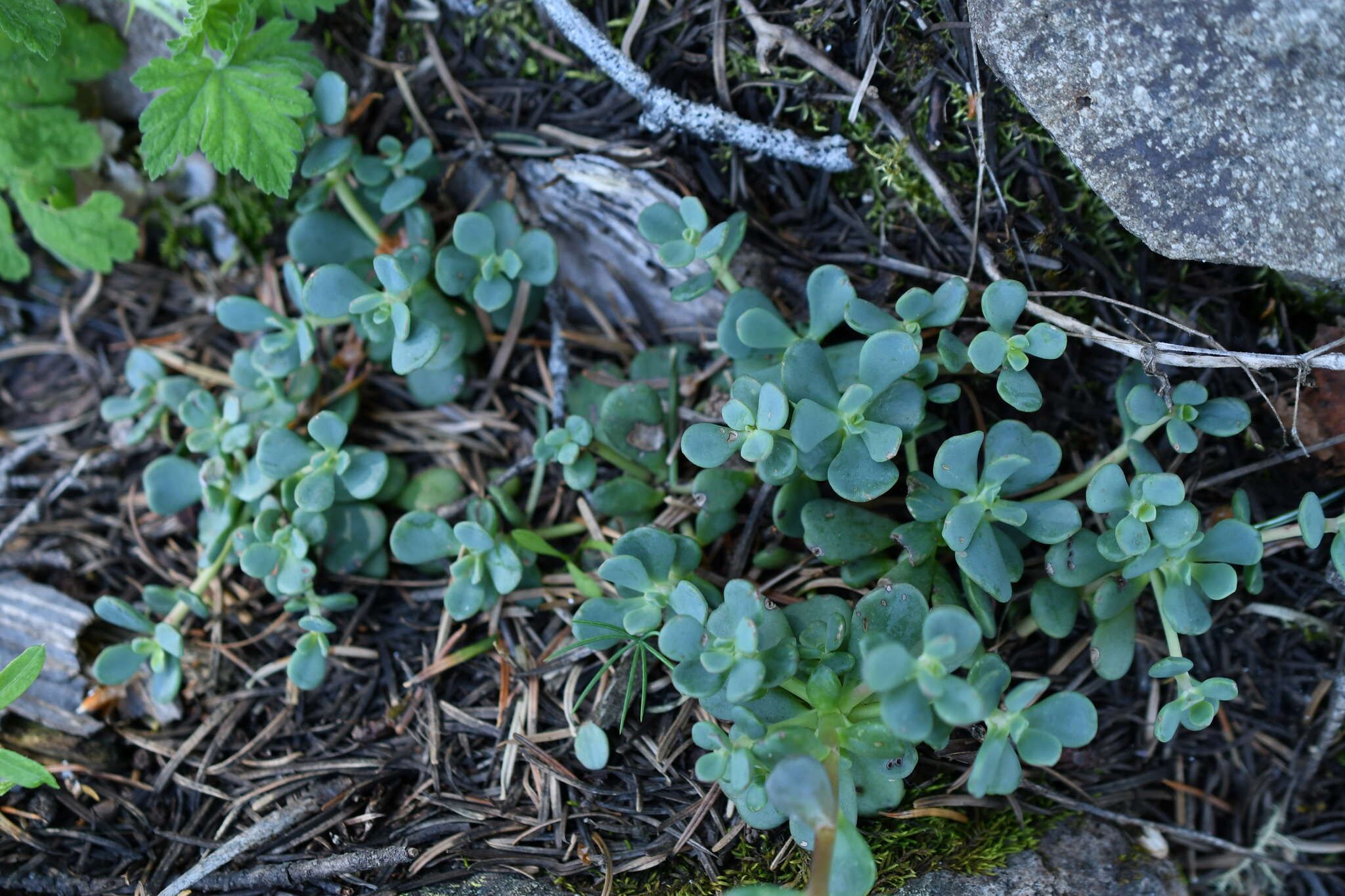 Sivun Sedum oregonense (S. Wats.) M. E. Peck kuva