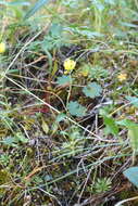 Image of whiplash saxifrage