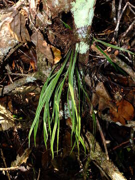 Image of thickroot tonguefern