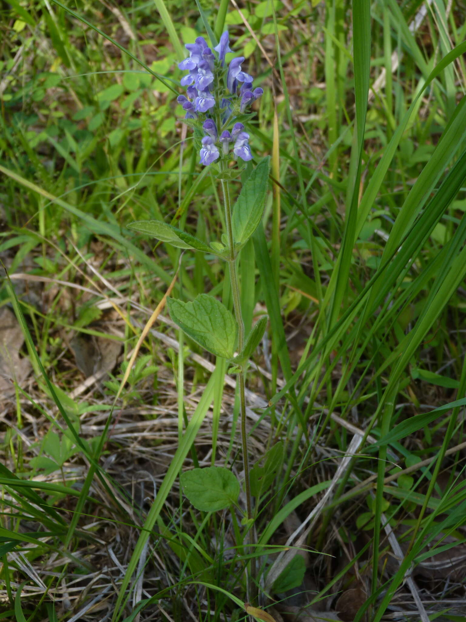 Image of hairy skullcap