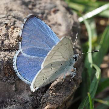 Image of holly blue