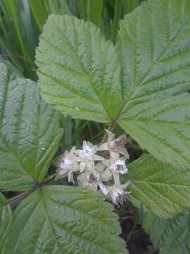 Image of Stone Bramble