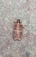 Imagem de Agonopterix lythrella Walsingham 1889