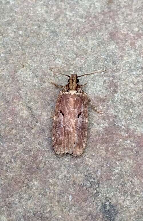 Image of Agonopterix lythrella Walsingham 1889