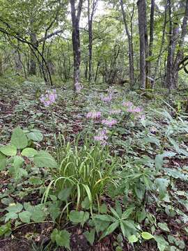 Image of Lady's leek