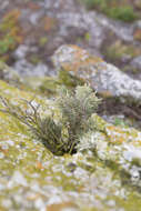 Image of Spergularia manicata (Skottsb.) Kool & Thulin