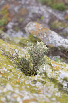 Image of Spergularia manicata (Skottsb.) Kool & Thulin