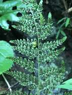 Image of Tennessee bladderfern