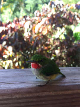 Image of Puerto Rican Tody