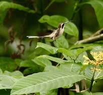 Image of Pale-bellied Hermit