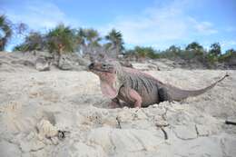 صورة Cyclura cychlura inornata Barbour & Noble 1916