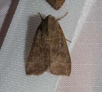 Image of Even-lined Sallow