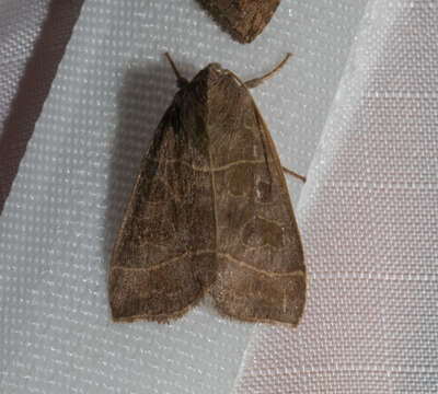 Image of Even-lined Sallow