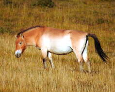 صورة Equus subgen. Equus Linnaeus 1758