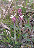 Image of arctic catchfly