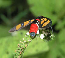 Image of <i>Euchromia elegantissima</i>