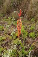 Слика од Watsonia aletroides (Burm. fil.) Ker Gawl.