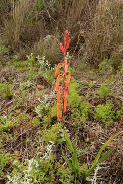 Image of Watsonia aletroides (Burm. fil.) Ker Gawl.