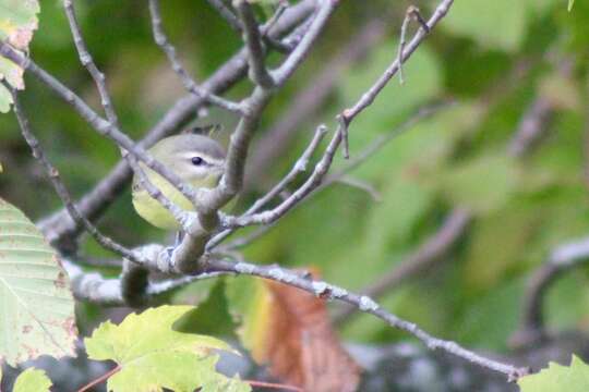 Слика од Vireo philadelphicus (Cassin 1851)