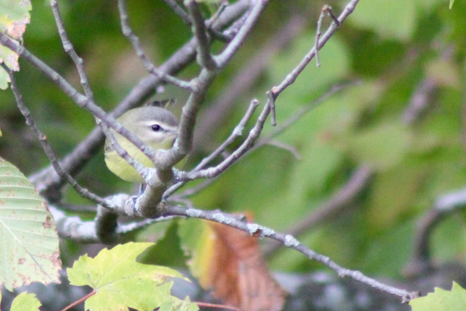 Image of Philadelphia Vireo