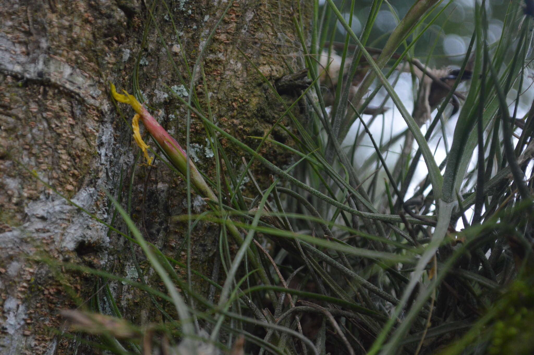 Слика од Tillandsia schiedeana Steud.