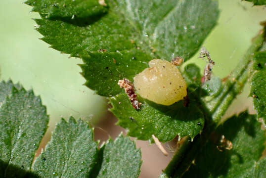 Image of Taphrina californica Mix 1938