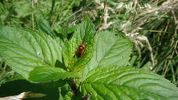 Image of red capsid bug