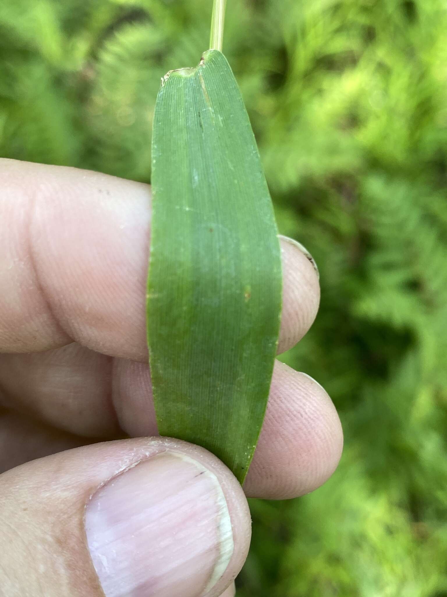 Image of Northern Rosette Grass