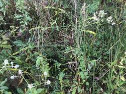 Sivun Solidago brachyphylla Chapman ex Torr. & A. Gray kuva