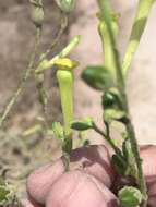 Nicotiana paniculata L. resmi