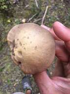 Image of Retiboletus vinaceipes B. Ortiz, Lodge & T. J. Baroni 2007